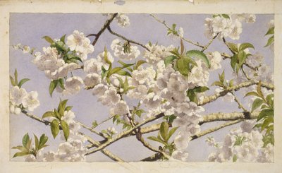Apple Blossoms, 1874 körül (wc papíron) alkotó: John William Hill