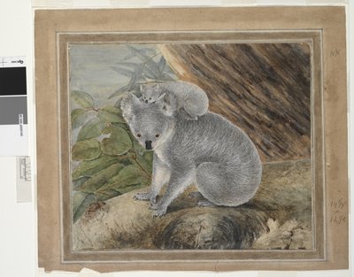 Koala és fiatal, 1803, J.W. Lewin, 1803 (wc és gouache) alkotó: John William Lewin