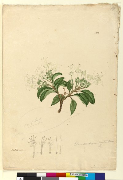 100. oldal Clerodendrum tomentosum, c.1803-06 (wc, toll, tinta és ceruza) alkotó: John William Lewin