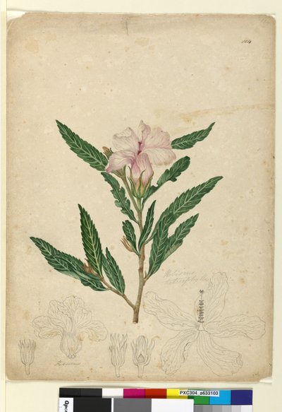 104. oldal Hibiscus heterophyllus, c.1803-06 (wc, toll, tinta és ceruza) alkotó: John William Lewin
