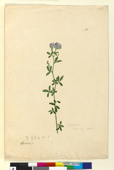 110. oldal Medicago sativa, c.1803-06 (wc, toll, tinta és ceruza) alkotó: John William Lewin