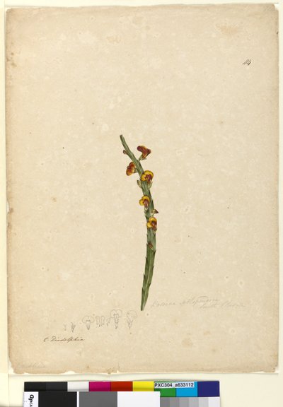 114. oldal. Bossiaea scolopendria, c.1803-06 (wc, toll, tinta és ceruza) alkotó: John William Lewin