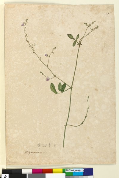 115. oldal Hedysarum, c.1803-06 (wc, toll, tinta és ceruza) alkotó: John William Lewin