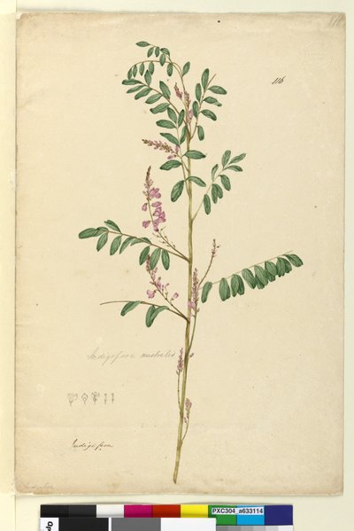 116. oldal Indigofera australis, c.1803-06 (wc, toll, tinta és ceruza) alkotó: John William Lewin