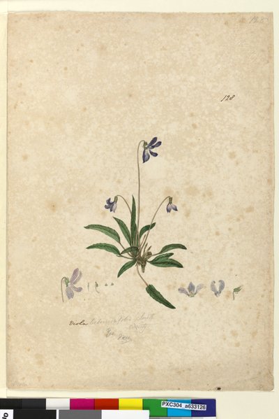 128. oldal Viola betonicifolia, c.1803-06 (wc, toll, tinta és ceruza) alkotó: John William Lewin