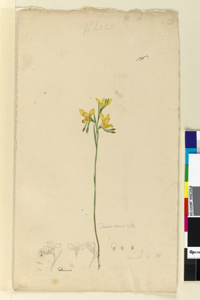 136. oldal Diuris aurea, c.1803-06 (wc, toll, tinta és ceruza) alkotó: John William Lewin