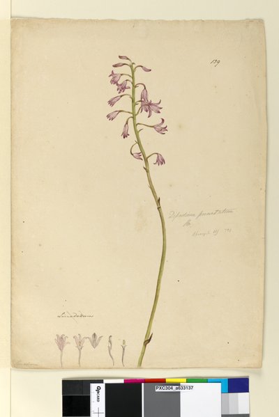 139. oldal. Dipodium punctatum, c.1803-06 (wc, toll, tinta és ceruza) alkotó: John William Lewin