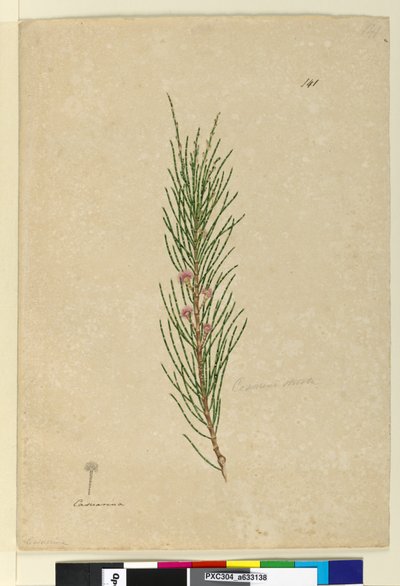 141. oldal Casuarina strictaAllocasuarina verticillata, c.1803-06 (wc, toll, tinta és ceruza) alkotó: John William Lewin