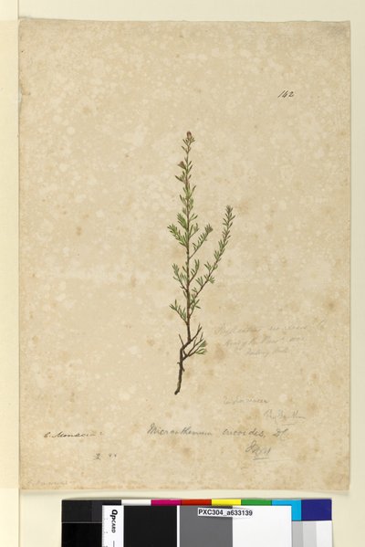 142. oldal Phyllanthus rivularis, 1803-2006 körül (wc, toll, tinta és ceruza) alkotó: John William Lewin