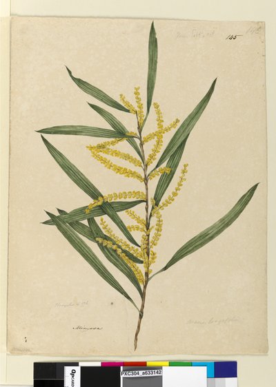 145. oldal. Acacia longifolia, kb. 1803-06 (wc, toll, tinta és ceruza) alkotó: John William Lewin