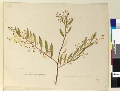 147. oldal Acacia myrtifolia, 1803-06 körül (wc, toll, tinta és ceruza) alkotó: John William Lewin