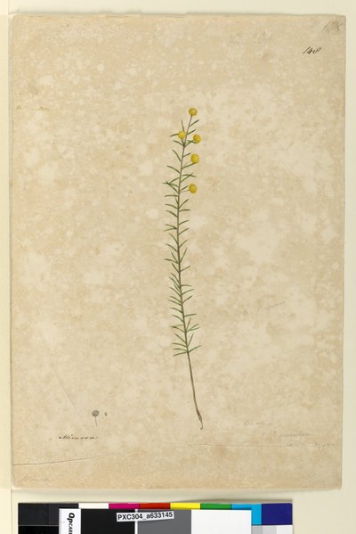 148. oldal. Acacia aciculares, c.1803-06 (akvarell, toll, tinta és ceruza) alkotó: John William Lewin