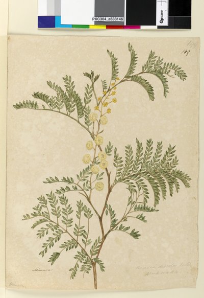 149. oldal. Acacia discolorAcacia terminalis, c.1803-06 (wc, toll, tinta és ceruza) alkotó: John William Lewin