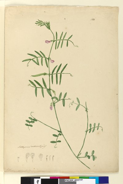 150. oldal Lathyrus, c.1803-06 (wc, toll, tinta és ceruza) alkotó: John William Lewin