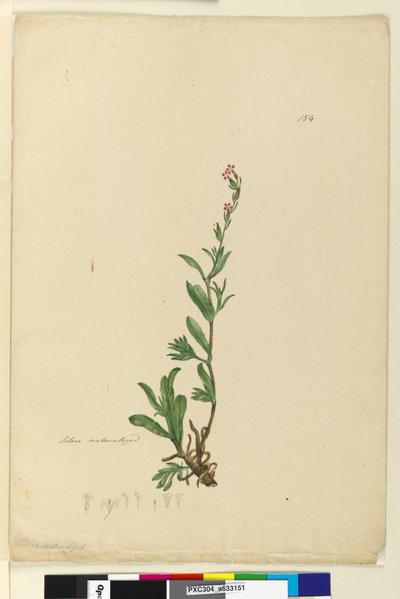 154. oldal Silene honosított, 1803-06 körül (wc, toll, tinta és ceruza) alkotó: John William Lewin