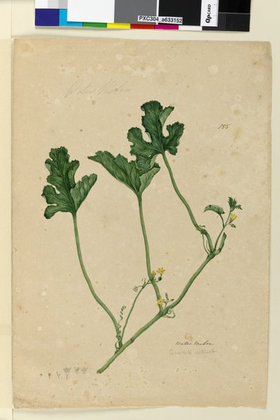 155. oldal Görögdinnye, 1803-2006 körül (wc, toll, tinta és ceruza) alkotó: John William Lewin