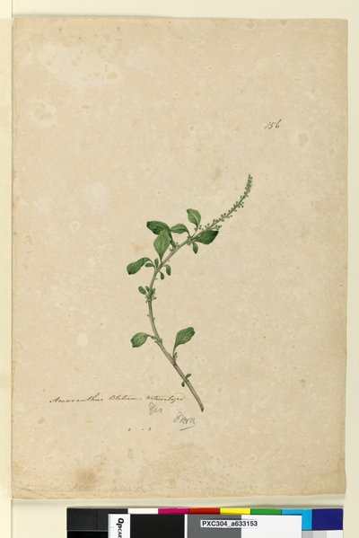 156. oldal Amaranthus Blitum, c.1803-06 (wc, toll, tinta és ceruza) alkotó: John William Lewin