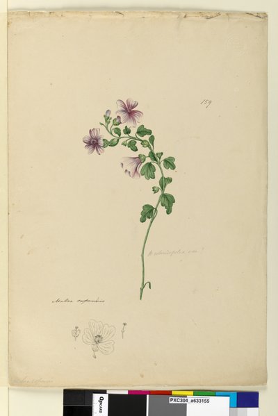 159. oldal Malva capensis, c.1803-06 (wc, toll, tinta és ceruza) alkotó: John William Lewin