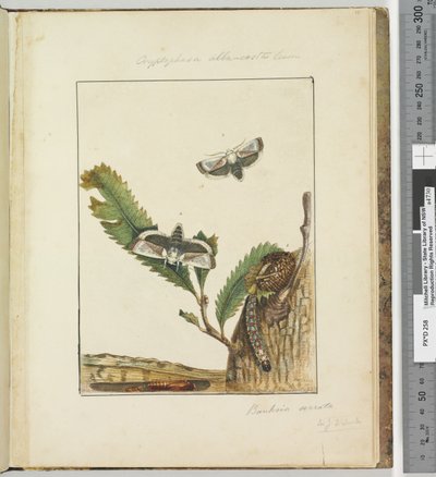 15. oldal. 4. tábla Cryptophasa alba, costa Lewin, 1803-04 (kézzel színezett rézkarcnyomatok) alkotó: John William Lewin