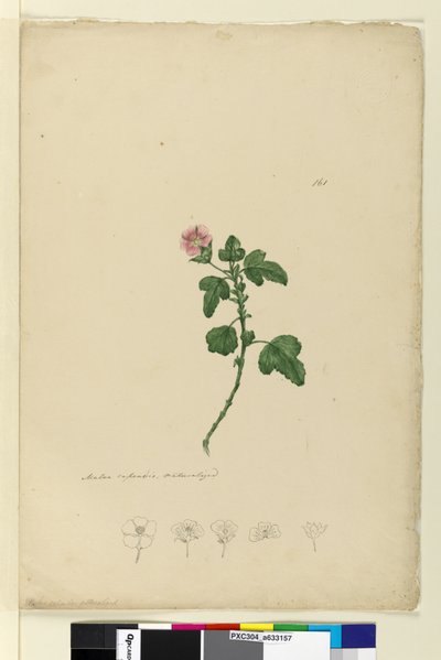 161. oldal Malva capensis, c.1803-06 (wc, toll, tinta és ceruza) alkotó: John William Lewin