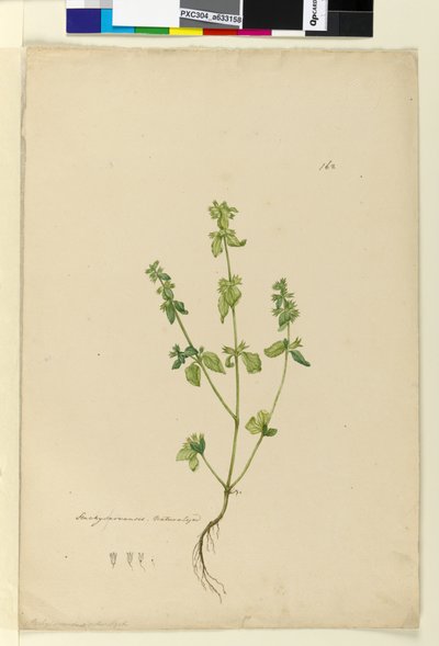 162. oldal Stachys arvensis, c.1803-06 (wc, toll, tinta és ceruza) alkotó: John William Lewin