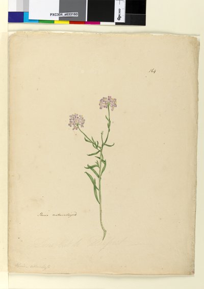 164. oldal. Iberis honosított, 1803-2006 körül (wc, toll, tinta és ceruza) alkotó: John William Lewin