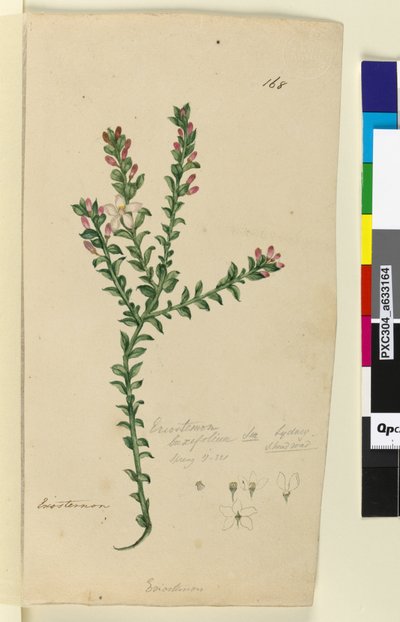 168. oldal Eriostemon buxifolium, c.1803-06 (wc, toll, tinta és ceruza) alkotó: John William Lewin