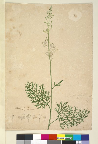 16. oldal Lomatia silaifolia, c.1803-06 (wc, toll, tinta és ceruza) alkotó: John William Lewin