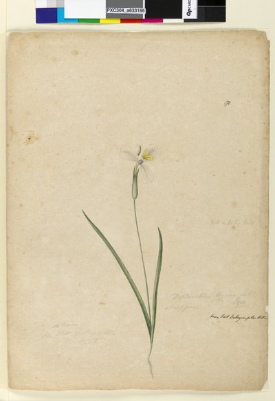170. oldal. Diplarrhena moraea, 1803-2006 körül (wc, toll, tinta és ceruza) alkotó: John William Lewin