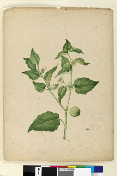 172. oldal Physalis edulis, c.1803-06 (wc, toll, tinta és ceruza) alkotó: John William Lewin