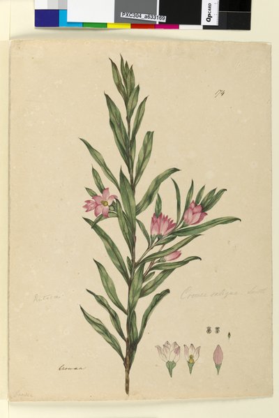 174. oldal Crowea saligna, 1803-06 körül (wc, toll, tinta és ceruza) alkotó: John William Lewin