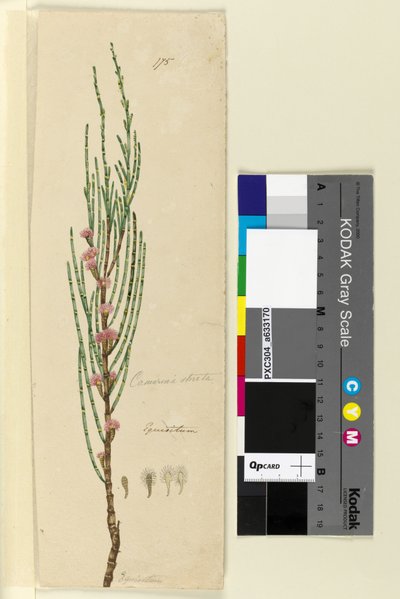 175. oldal Casuarina stricta Allocasuarina verticillata, c.1803-06 (wc, toll, tinta és ceruza) alkotó: John William Lewin