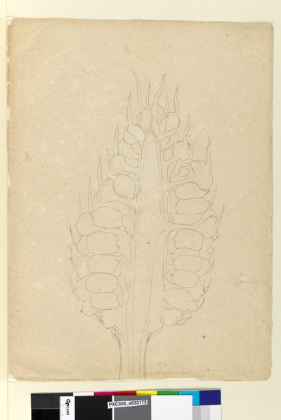 178a. oldal. Zamia, 1803-2006 körül (wc, toll, tinta és ceruza) alkotó: John William Lewin