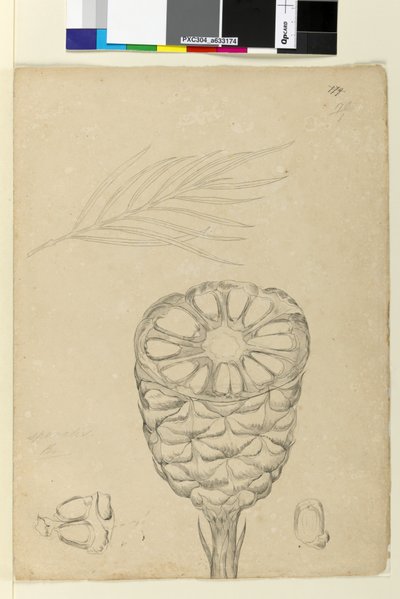 178b. oldal. Spiralis, 1803-06 körül (wc, toll, tinta és ceruza) alkotó: John William Lewin