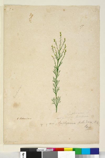 17. oldal Symphionema paludosum, c.1803-06 (wc, toll, tinta és ceruza) alkotó: John William Lewin