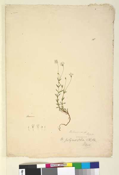 18. oldal Mitrasacme polymorpha, c.1803-06 (wc, toll, tinta és ceruza) alkotó: John William Lewin