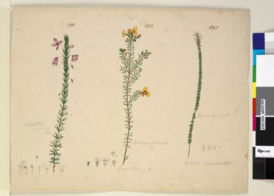 191. oldal Tetratheca ericifolia; 192. Dillwynia glaberrima; 193. Epacris microphylla, 1803-1806 körül (wc, toll, tinta és ceruza) alkotó: John William Lewin