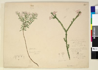 194. oldal Zieria lanceolata Zieria smithii; 195. Egy Calythrix faj rossz alakja..., 1803-06 körül (wc, toll, tinta és ceruza) alkotó: John William Lewin