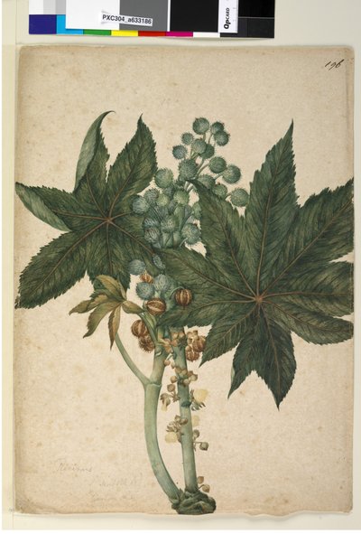 196. oldal Ricinus Ricinus communis, 1803-2006 körül (wc, toll, tinta és ceruza) alkotó: John William Lewin