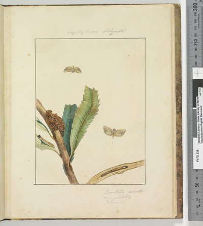 19. oldal. 5. tábla Cryptophasa Strigata, 1803-04 (kézzel színezett rézkarcnyomatok) alkotó: John William Lewin