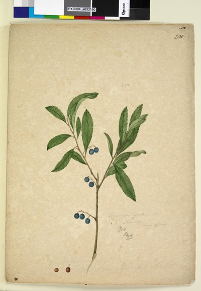 200. oldal Elaeocarpus reticulatus, c.1803-06 (wc, toll, tinta és ceruza) alkotó: John William Lewin