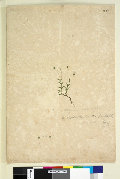 201. oldal Mitrasacme alsinoides, c.1803-06 (wc, toll, tinta és ceruza) alkotó: John William Lewin