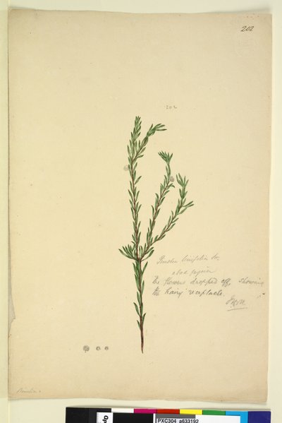 202. oldal Pimelia linifolia, c.1803-06 (wc, toll, tinta és ceruza) alkotó: John William Lewin
