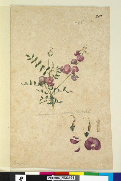205. oldal Swainsona, 1803-2006 körül (wc, toll, tinta és ceruza) alkotó: John William Lewin