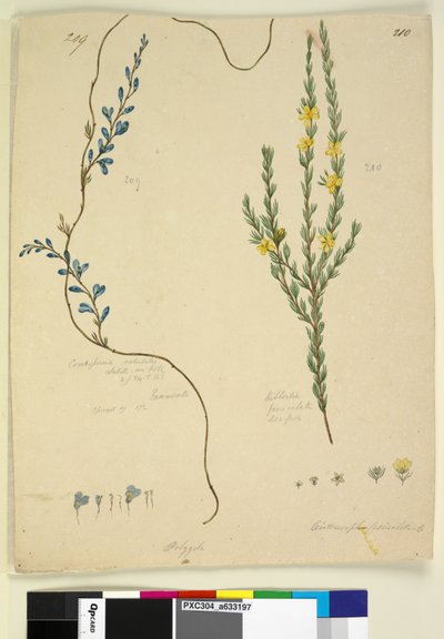 209. oldal. Comesperma volubile; 210. Hibbertia fasciculata, 1803-2006 körül (wc, toll, tinta és ceruza) alkotó: John William Lewin