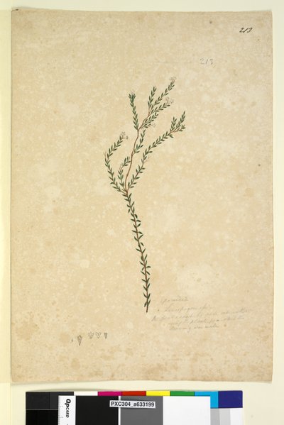213. oldal EpacrideaeLeucopogon sp., c.1803-06 (wc, toll, tinta és ceruza) alkotó: John William Lewin