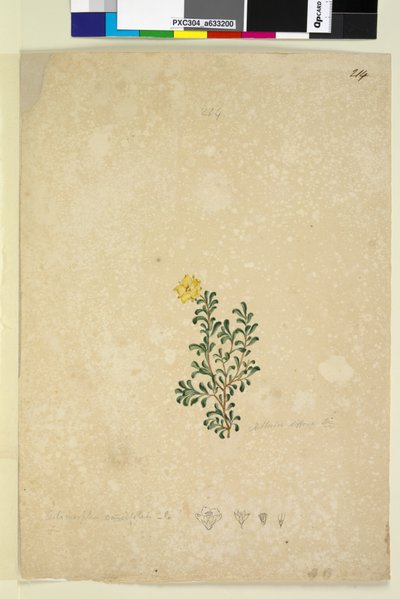 214. oldal Hibbertia diffusa, c.1803-06 (wc, toll, tinta és ceruza) alkotó: John William Lewin