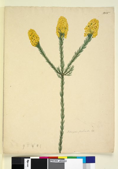 215. oldal. Dillwynia floribunda, c.1803-06 (wc, toll, tinta és ceruza) alkotó: John William Lewin