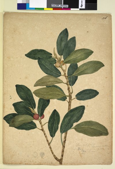 216. oldal Ficus rubiginosa, c.1803-06 (wc, toll, tinta és ceruza) alkotó: John William Lewin