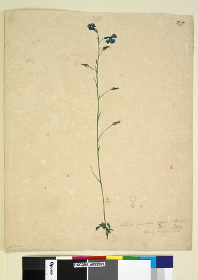217. oldal Lobelia gracilis, c.1803-06 (wc, toll, tinta és ceruza) alkotó: John William Lewin